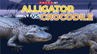 Alligator VS Crocodile  How to Identify Them [upl. by Holbrooke]