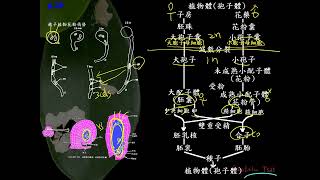 11201選修生物二4109開花植物的生活史世代交替的輔助說明二射 [upl. by Rebna]