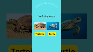 Can you differentiate between these confusing words learning learnenglish vocabulary shorts [upl. by Nations552]