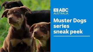 A sneak peek at the new Muster Dogs series  Muster Dogs  ABC Australia [upl. by Elletse]