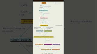 pentose phosphate pathway [upl. by Liahcim940]