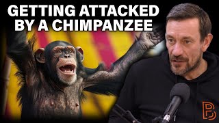 SAS Soldier attacked by a chimpanzee [upl. by Dever]