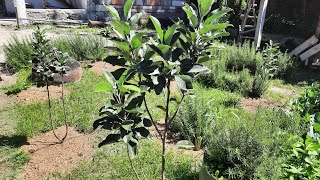 My WAMBUGU APPLE Trees  11 Months 🤗 [upl. by Doehne]