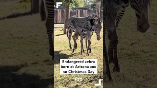 Endangered zebra born at Arizona zoo on Christmas [upl. by Lajet]