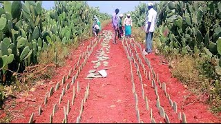 Cactus Farming Harvesting Seedling Cactus Processing Modern Agriculture [upl. by Llig]