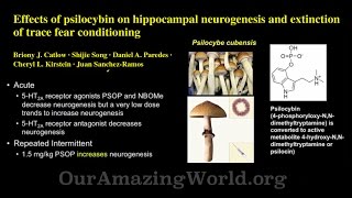 Impact of Psilocybin on Hippocampal Neurogenesis amp Extinction of Trace Fear Conditioning [upl. by Naida]