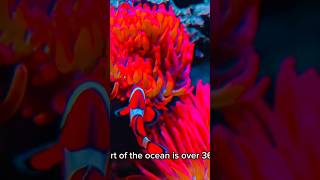 The deepest part of the ocean culture interesting fact facts 10randomfacts interestingfacts [upl. by Levina]