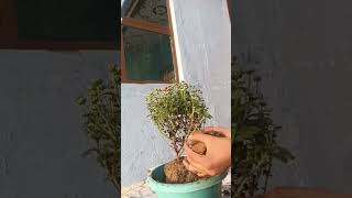 how to grow guldaudi youtubeshorts viralvideo [upl. by Enomaj856]