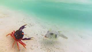 Puffer fish VS Crab [upl. by Forland]