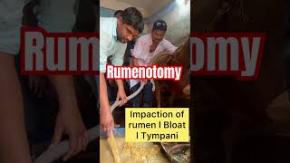 Impaction of rumen l Bloat l Tympani l Rumenotomy l dr umar khan [upl. by Weidar]