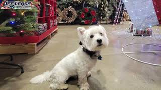 Linus  10 month old Westie  Two Week Board and Train  HoF City OH Dog Trainer [upl. by Shull633]