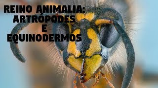 Biologia — Reino Animalia Artrópodes e Equinodermos [upl. by Mazel618]