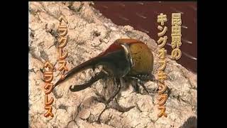 mushikotei 1Round 16 hercules beetle vs king baboon tarantula [upl. by Matthieu418]