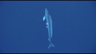 Lancetfish Unlocking the Secrets of the Deep [upl. by Vitia466]