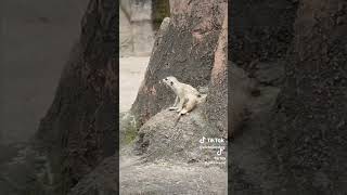 Suricata tazodorado shorts videosvirales animales coqueto videosgraciosos humor memes vlog [upl. by Anitsugua]