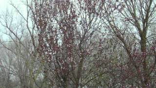 Dogwood Tree amp Redbud Tree [upl. by Ventura]