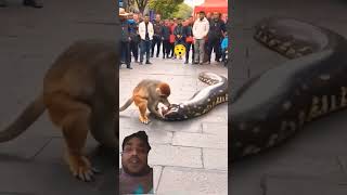 monkey Bandar ne bahut bada saamp pakda animals motivation yogi yoyogi funny [upl. by Ledah]