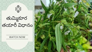 Thummi kura preparation  తుమ్మికూర తయారీ విధానం [upl. by Marika]