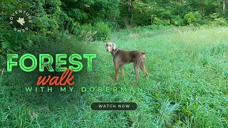 RARE GREY ISABELLA DOBERMAN with floppy ears goes on beautiful nature hike dobermandog asmrsounds [upl. by Sigmund275]