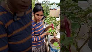 Homegarden ASMR terracegardening maadithottam triplevloggerslatha homegardening  terracegarden [upl. by Eidderf]