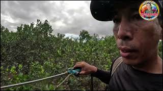 LUTANG NA LUTANG EPEKTO SA CALAMANSI NG ORGANIC FERTILIZER SULIT [upl. by Hecht855]