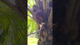 Amazing oil palm harvest shorts [upl. by Mallis]