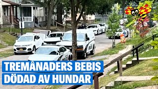 Tremånaders bebis död efter hundattack [upl. by Edmea605]