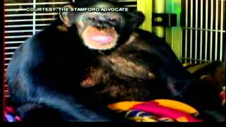 Chimp Attack Xanax Found in Chimps System [upl. by Noreg]