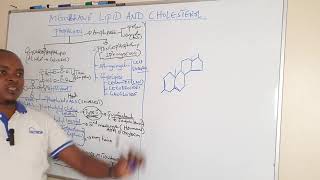 Phospholipids classes  Cholesterol structure and function [upl. by Eissen]