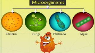 What are microorganismsmicrobes Types of microorganisms and their classification [upl. by Sheply592]