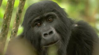 Gorilla Mating  Mountain Gorilla  BBC Earth [upl. by Amikan305]