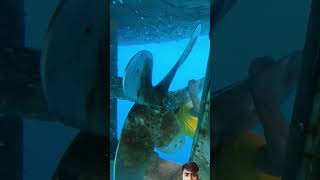 bluewater song fish travel underwater sports shorts viralvideo viralshorts [upl. by Diver]