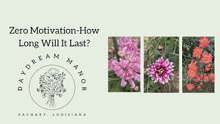 Where Did I Put My Motivation  Louisiana Flower Farm [upl. by Dagney]