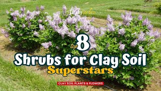 Top 8 Shrubs for Clay Soil Superstars 🌸🌷🌺  Gardening Ideas [upl. by Beghtol871]