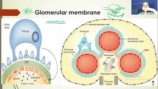 Nerd Renal Physiology3 Glomerular Filtration Rate  Plasma Clearance [upl. by Henni951]