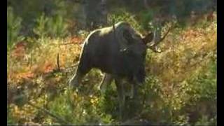 Moose in Norway [upl. by Notsuh307]