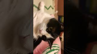 My landlady has gone crazy videos cat love russia [upl. by Tremaine823]