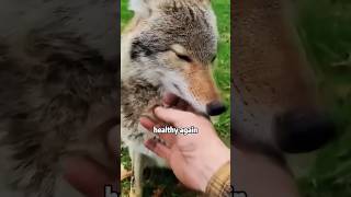 Humans can actually be friends with wolves shortvideo rescue anime wolf [upl. by Vonnie]