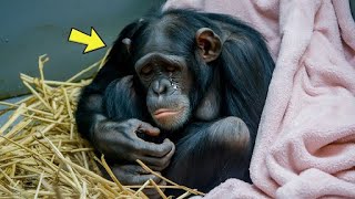 59yrold Dying Chimpanzee Refuses To Eat But Suddenly She Hears A Familiar Voice amp THIS Happens [upl. by Aerbas]