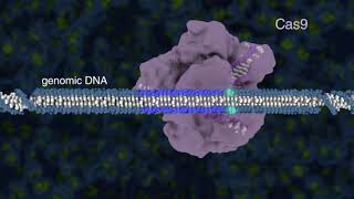 Introduction to CRISPRCas9 Genome Editing [upl. by Stephenson]