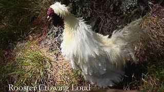 Silkie rooster crowing loud in the early morning [upl. by Eisen]