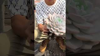 Useful tips for succulents 🪴 suculentas 다육이들 多肉植物 garden Shorts [upl. by Winfred]