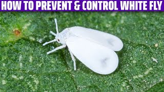 White Fly – How to prevent and control it [upl. by Gomer]