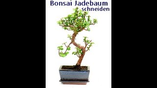 Bonsai Jadebaum [upl. by Krein800]