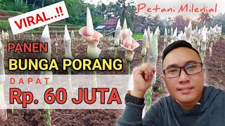 FENOMENA BUNGA PORANG BARU NANAM SEBULAN OMSET NYA PULUHAN JUTA [upl. by Birkle]