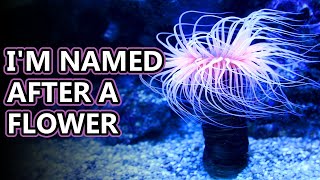 Sea Anemone facts flowers of the sea  Animal Fact Files [upl. by Kcirdek]