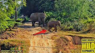 Injured Wild Elephant Spotted at Numaligarh No4 Rongbong Needs Immediate Treatment 🙏 [upl. by Severn]