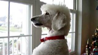 Bailey the Standard Poodle part 1 [upl. by Charmian592]