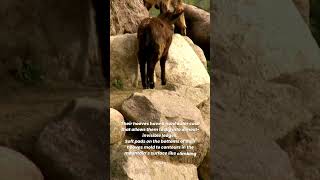 Why Goats Climb Mountains How Mountain Goats Ascend Nearly Vertical Cliffs shorts 1minfacts [upl. by Harl]