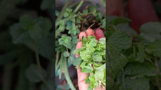 Pudinafresh Mint Harvesting from kitchen Garden shortsorganicgardening [upl. by Gariepy]